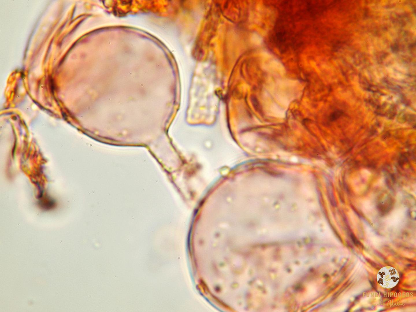 Imagen de portada 1046