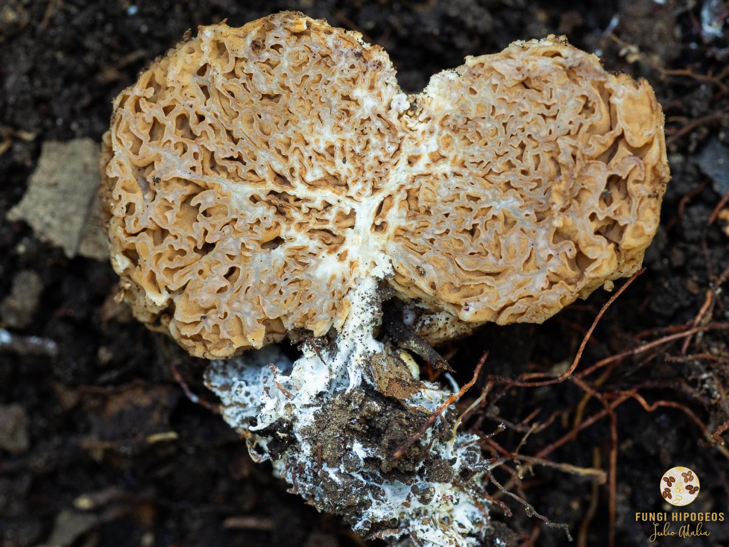 Imagen de portada 1052