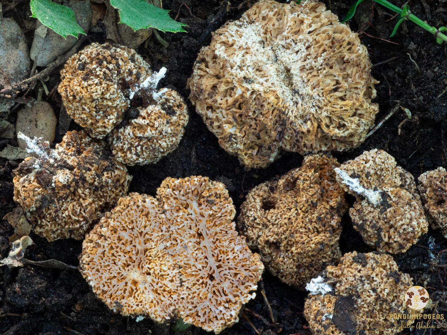 Imagen de portada 1053