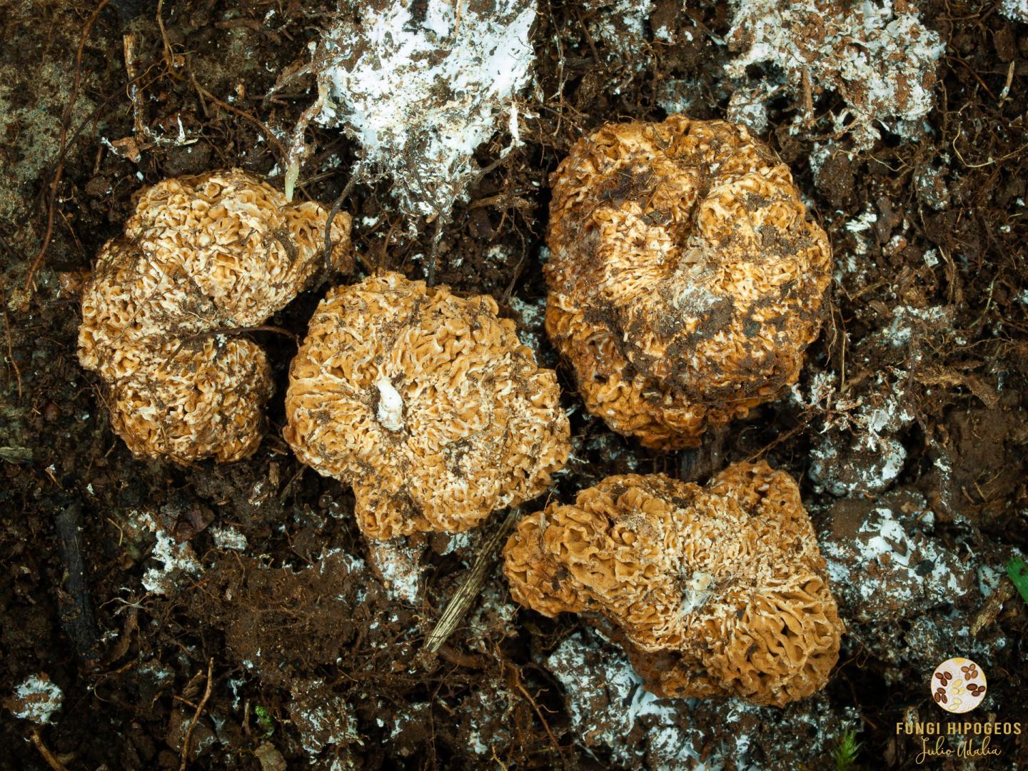 Imagen de portada 1074