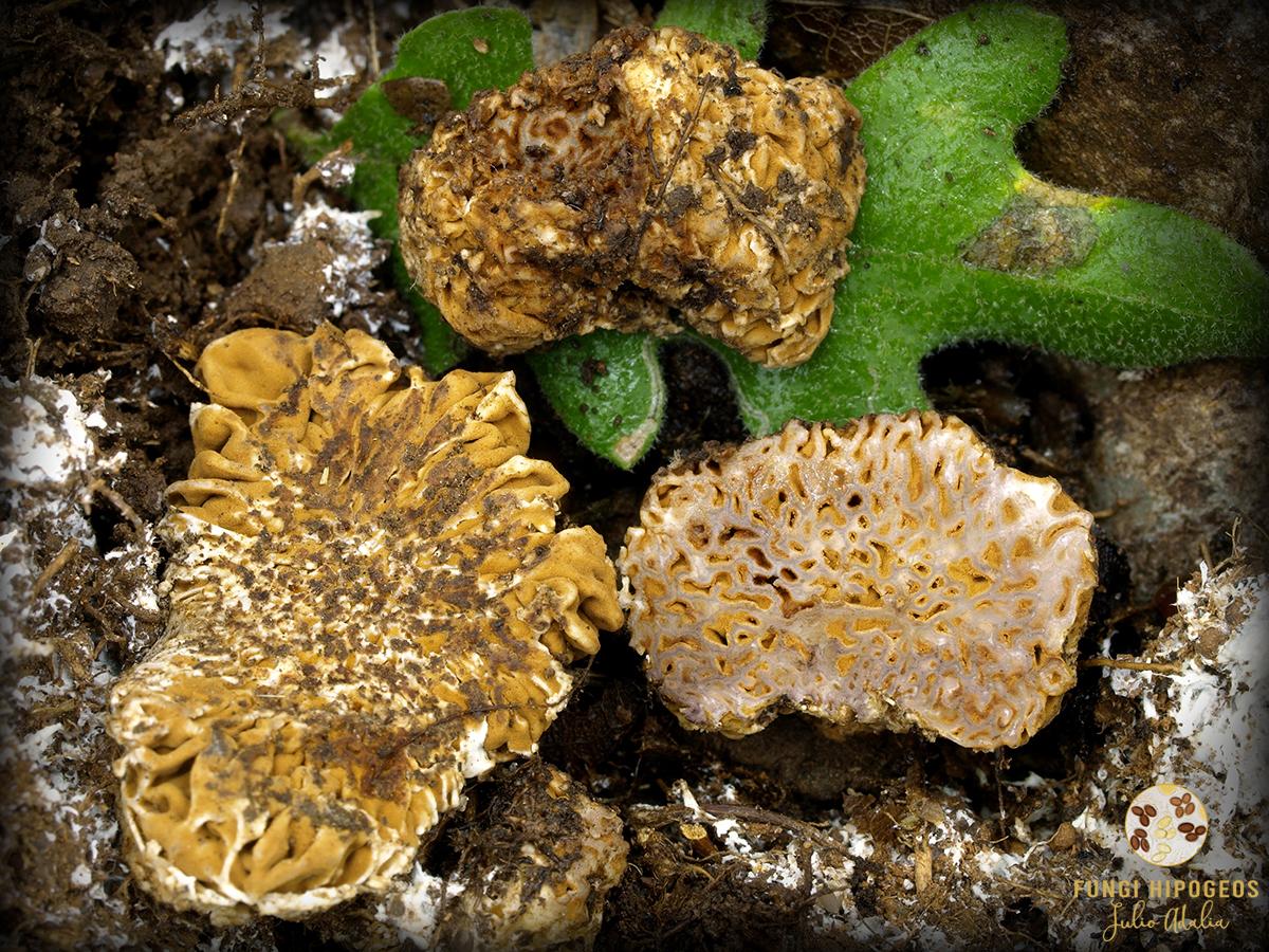 Imagen de portada 1075