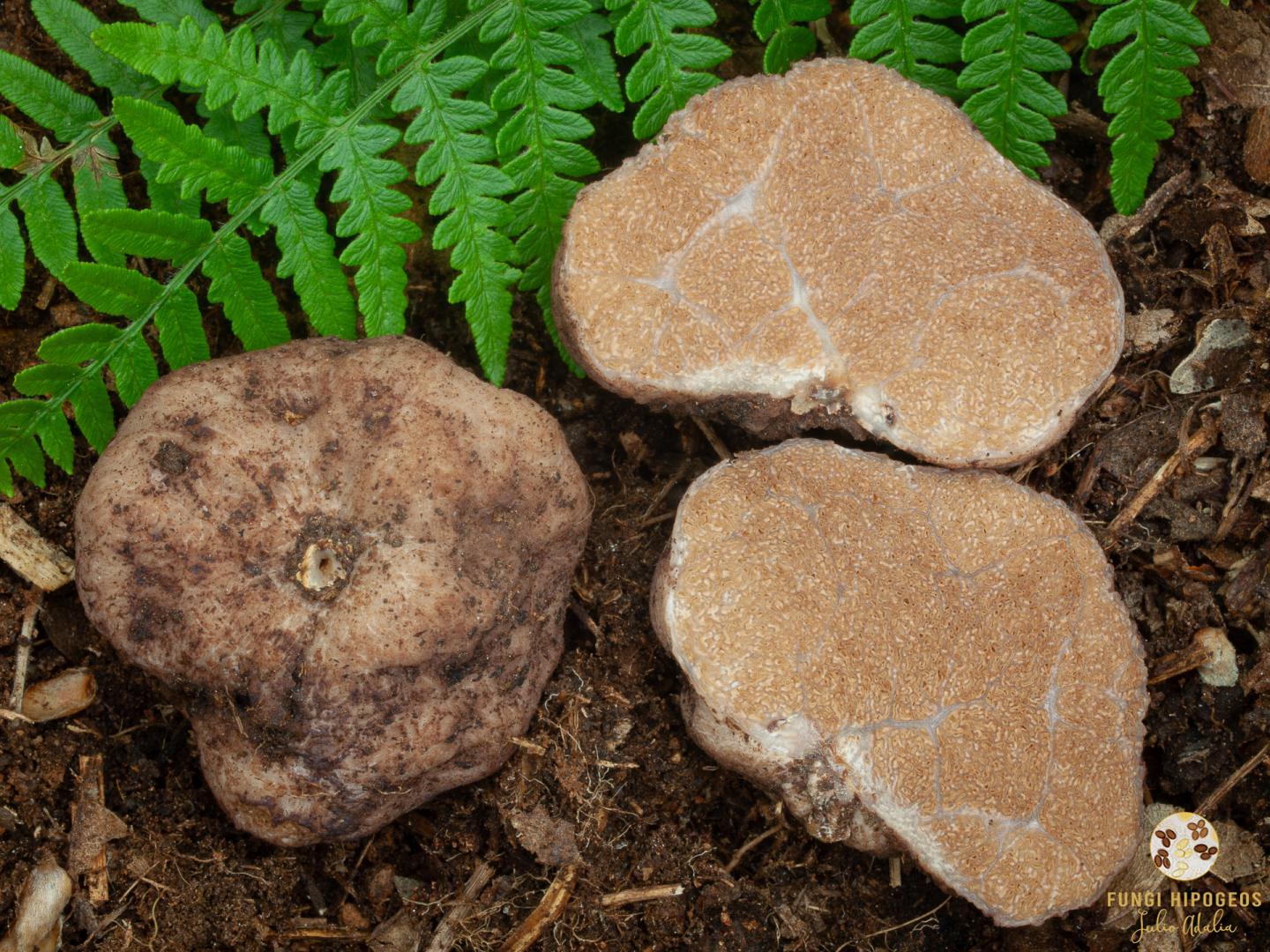 Imagen de portada 1089