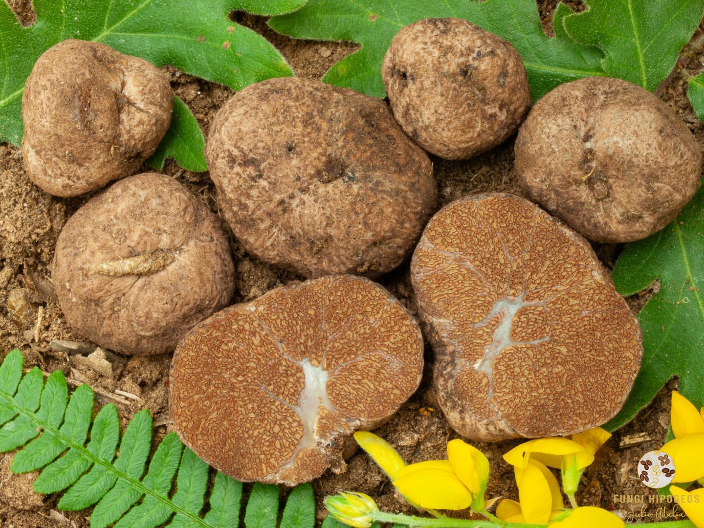 Imagen de portada 1090