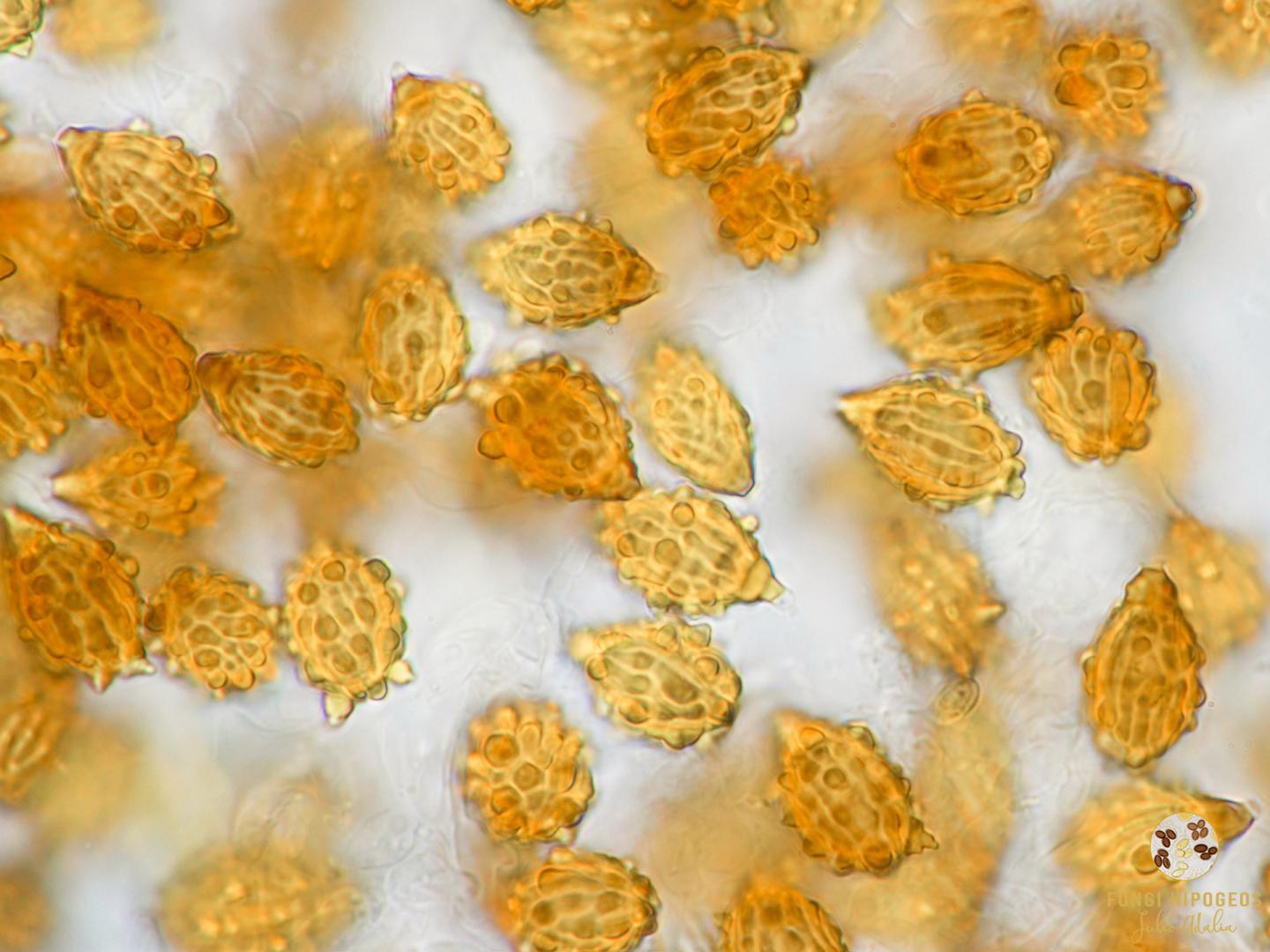 Imagen de portada 1093