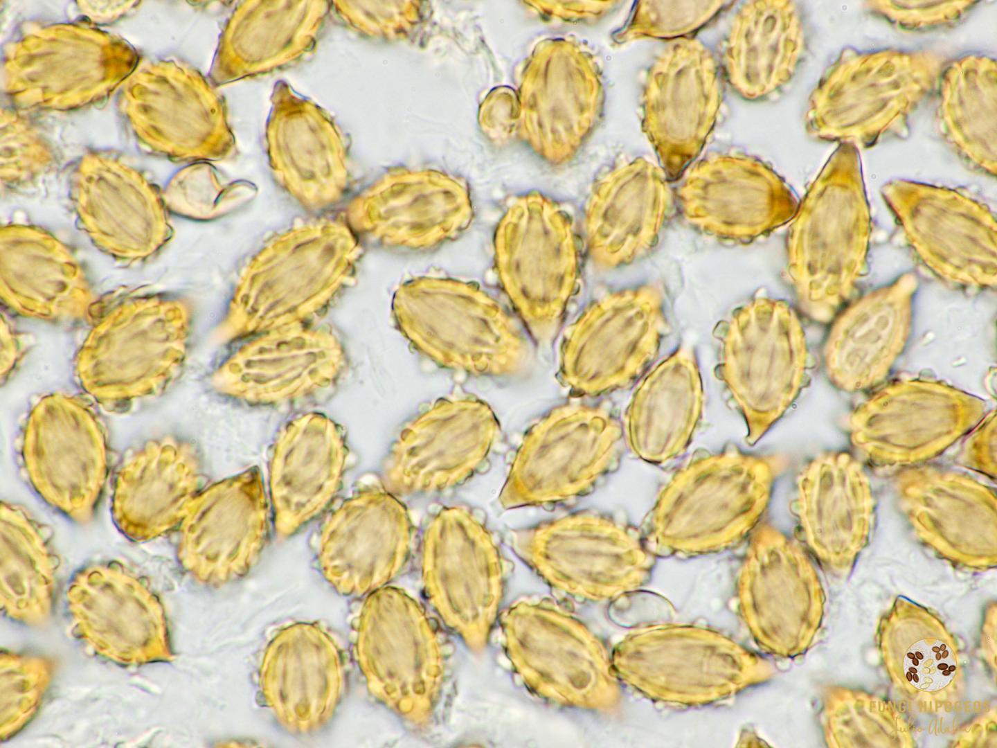 Imagen de portada 1095