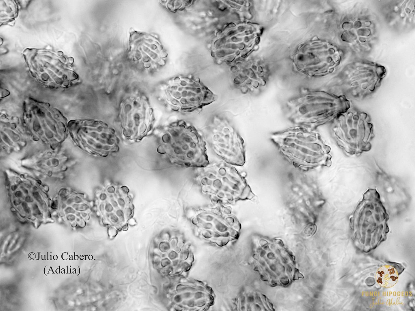 Imagen de portada 1096