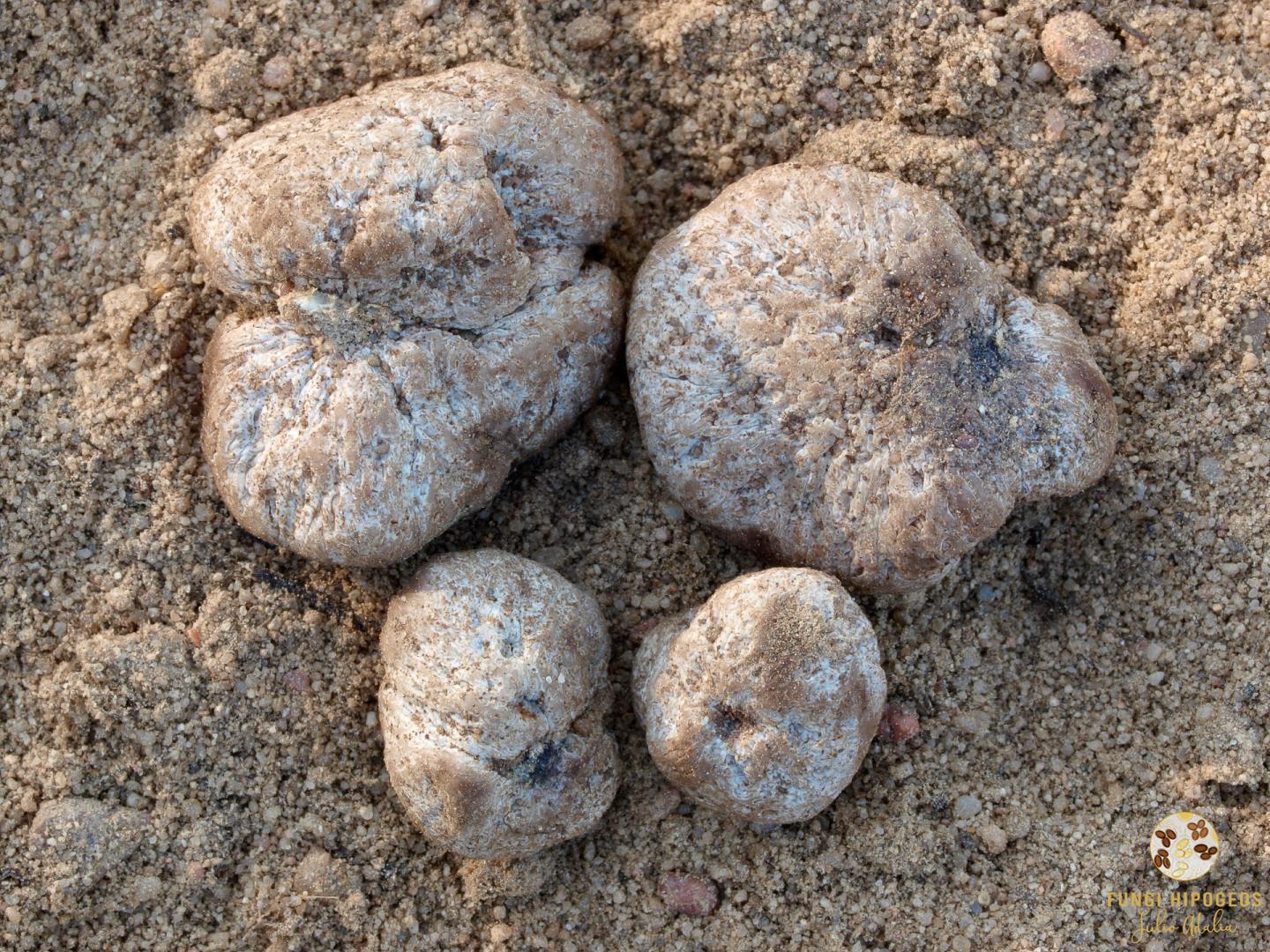 Imagen de portada 1079