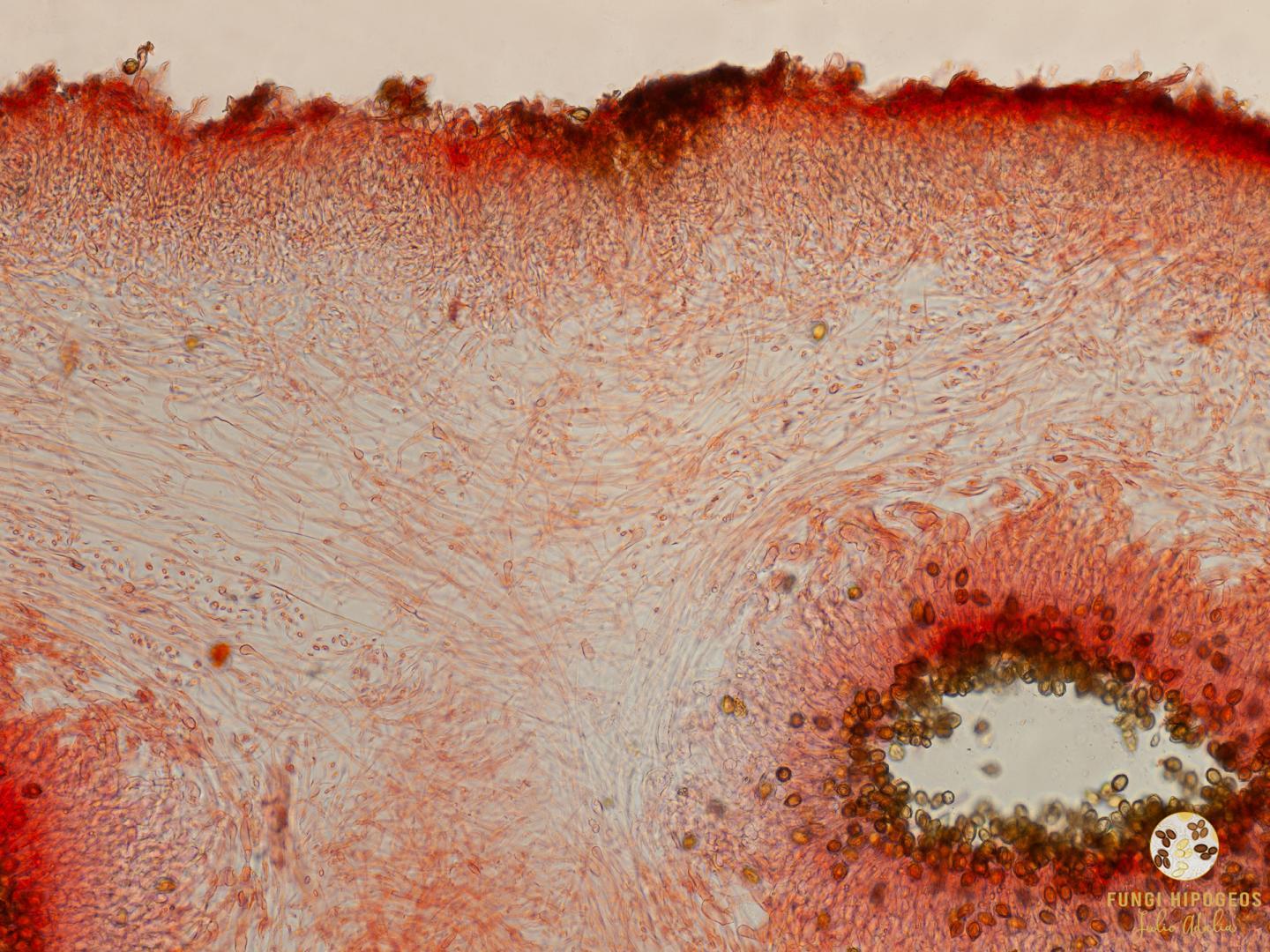 Imagen de portada 1082