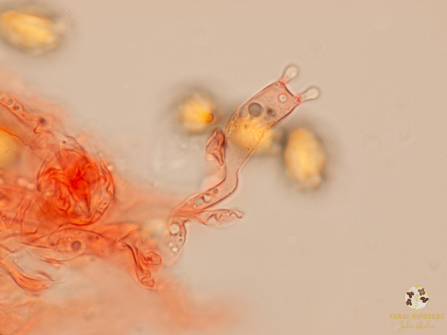 Imagen de portada 1085