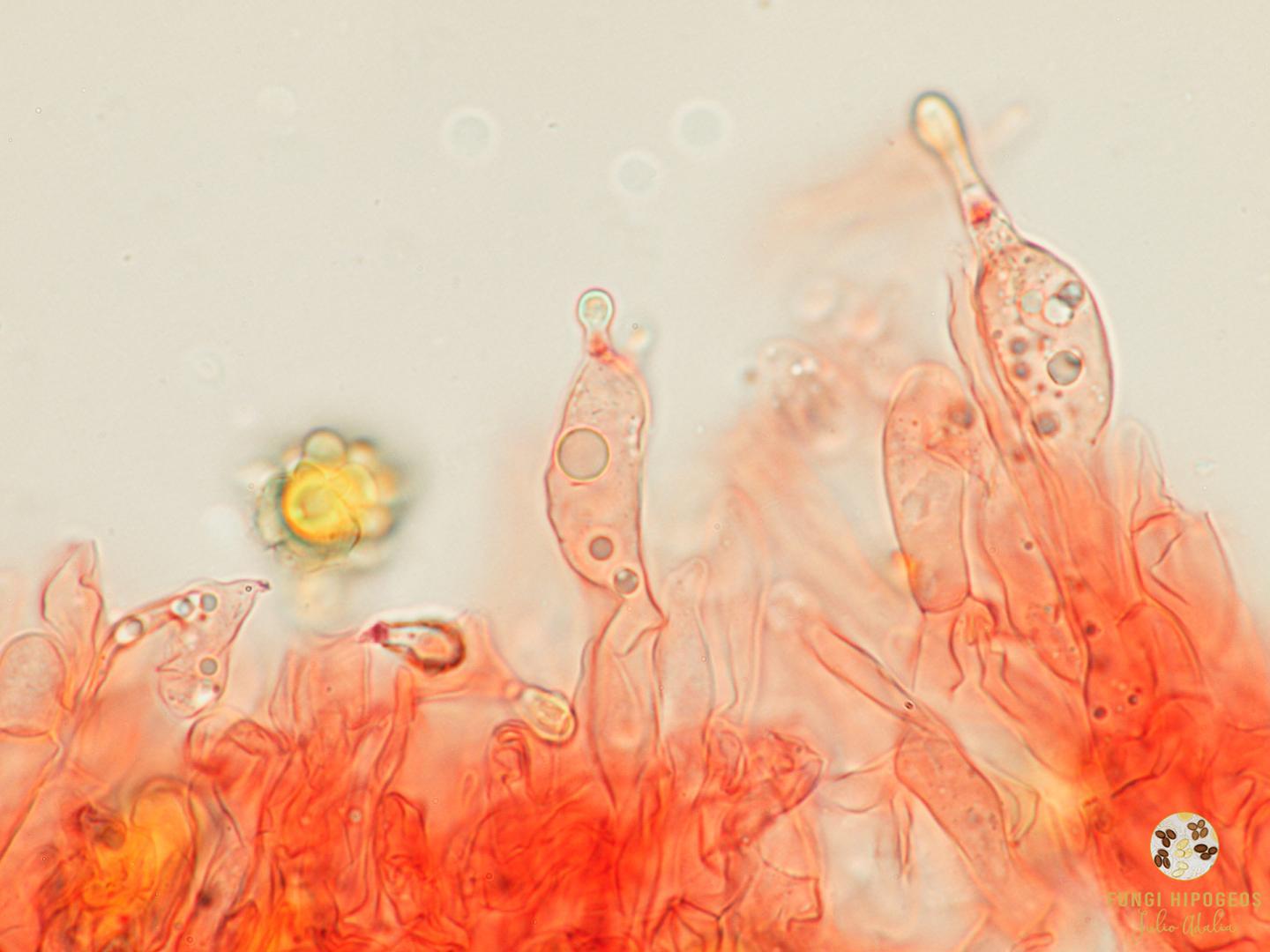 Imagen de portada 1098