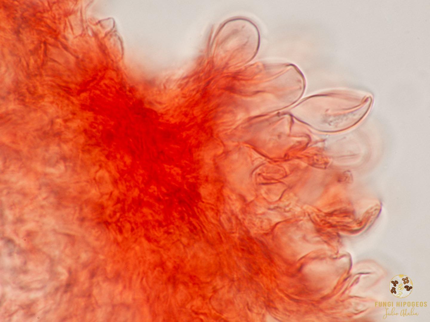 Imagen de portada 1099