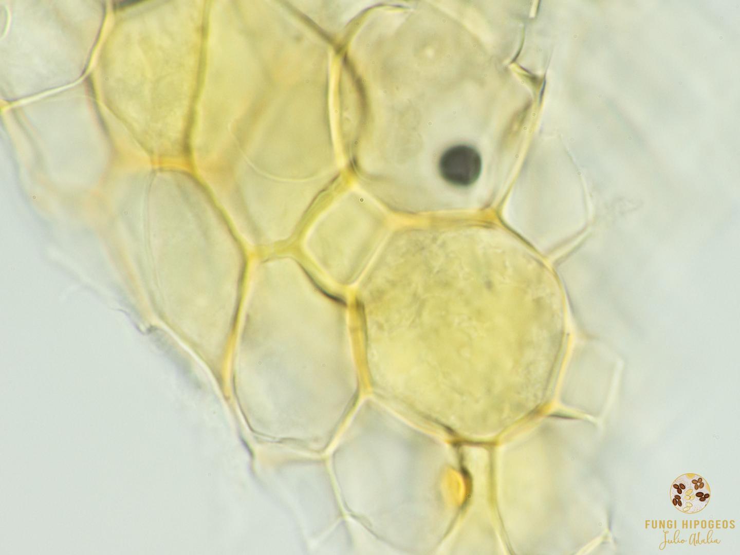 Imagen de portada 401