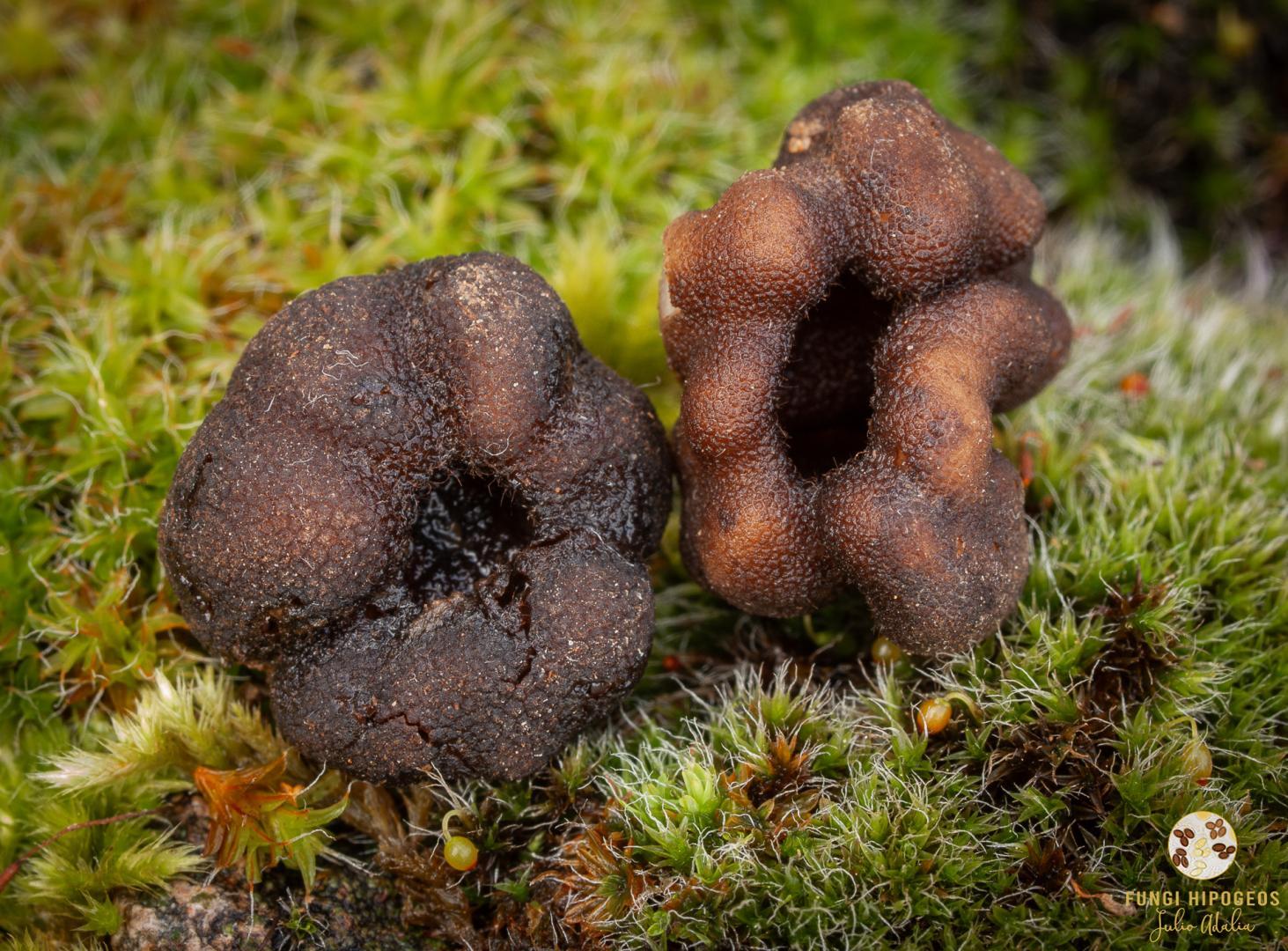 Imagen de portada 411