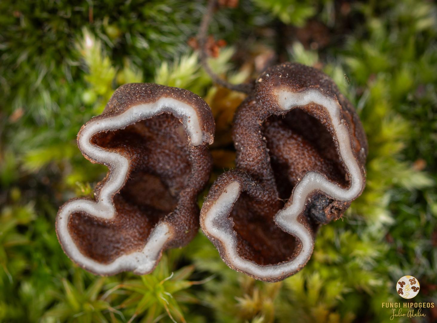 Imagen de portada 412