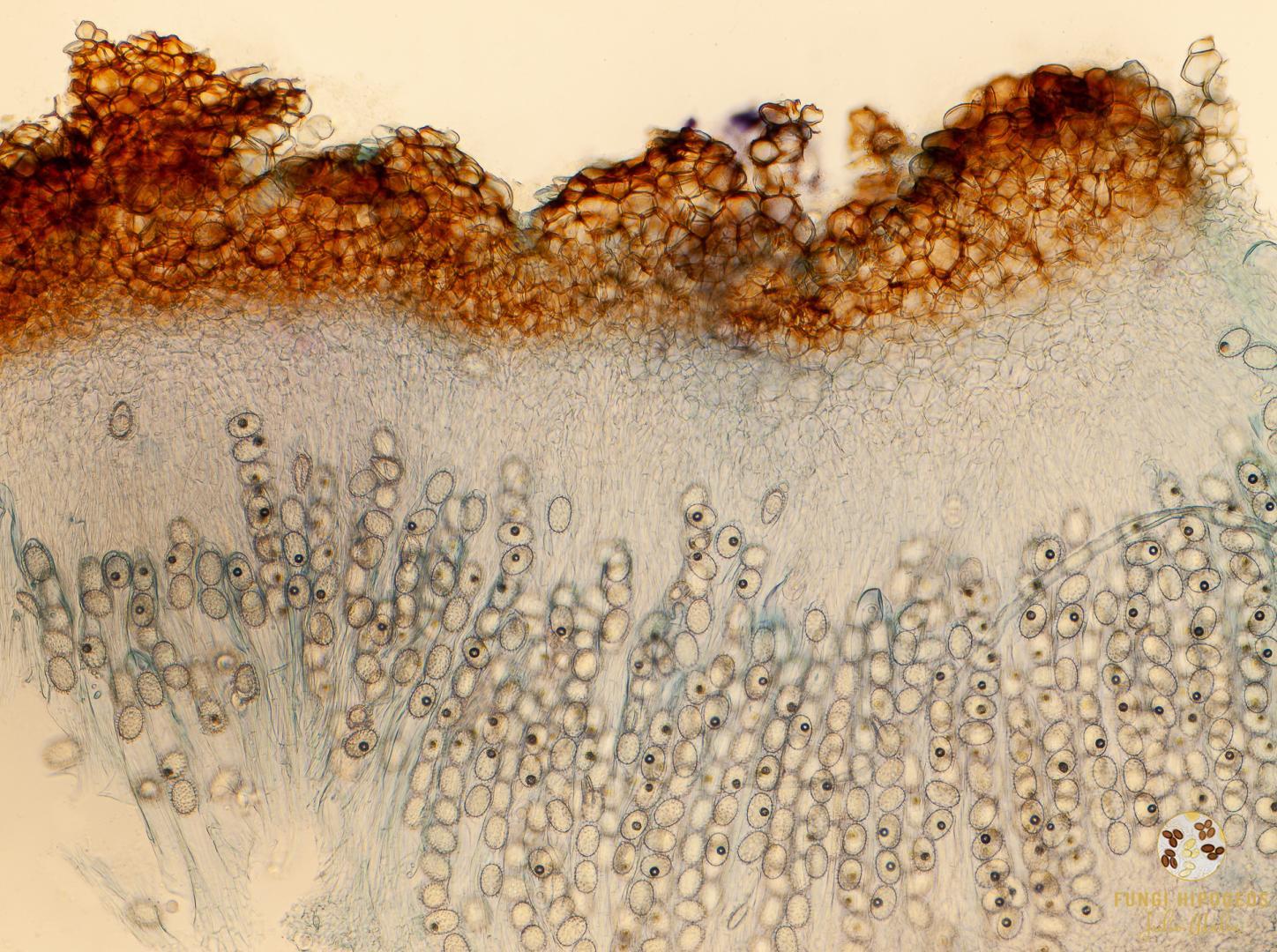 Imagen de portada 414