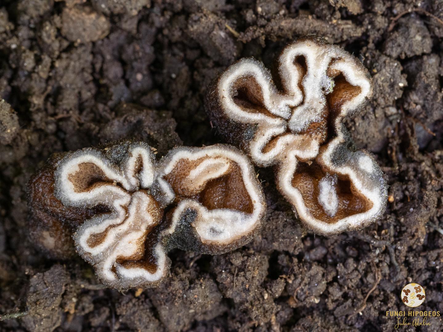 Imagen de portada 421