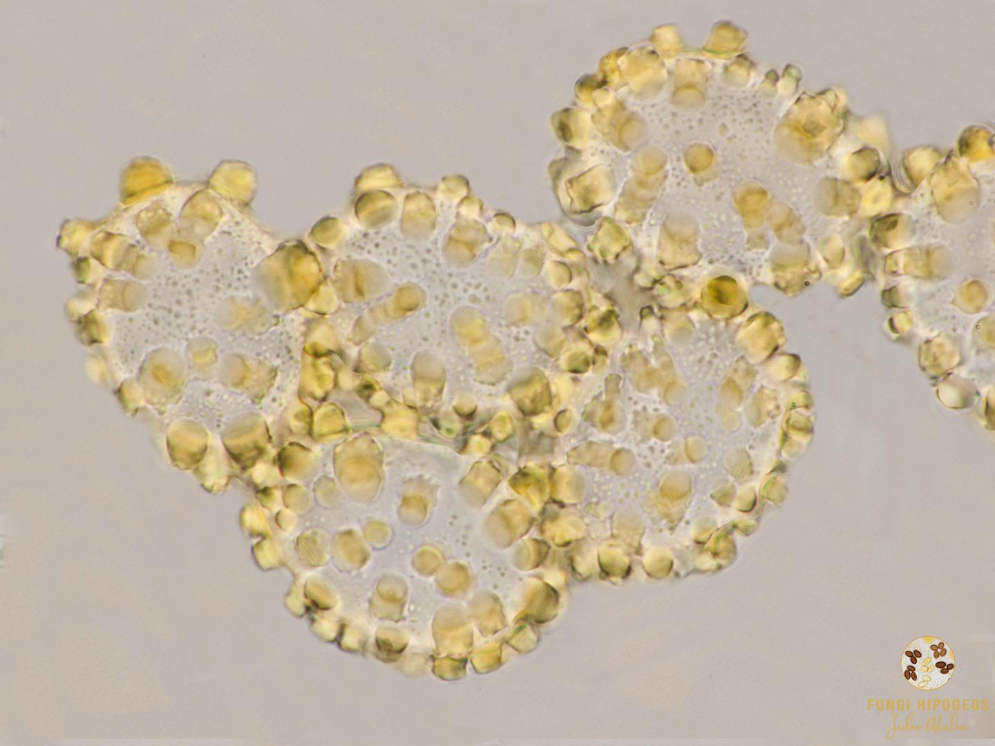 Imagen de portada 424