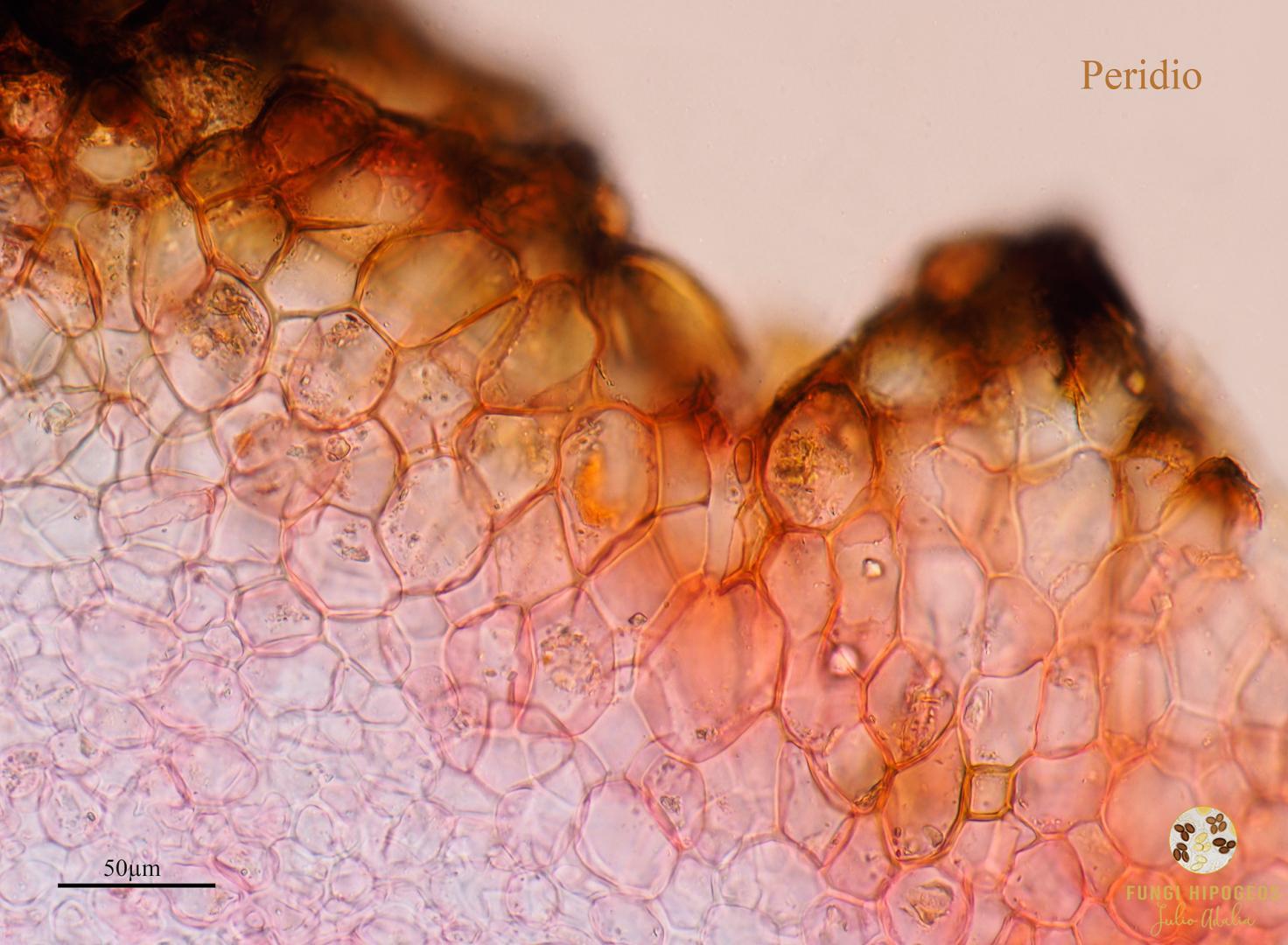 Imagen de portada 429