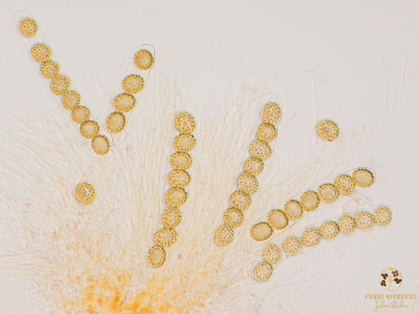 Imagen de portada 431