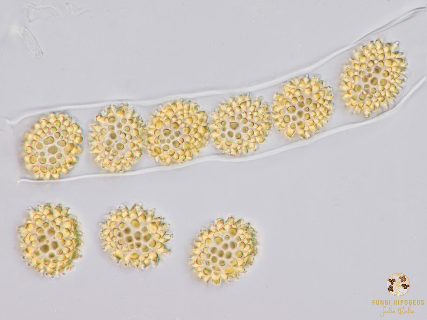 Imagen de portada 432