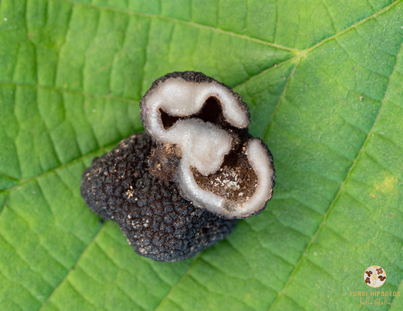 Imagen de portada 437