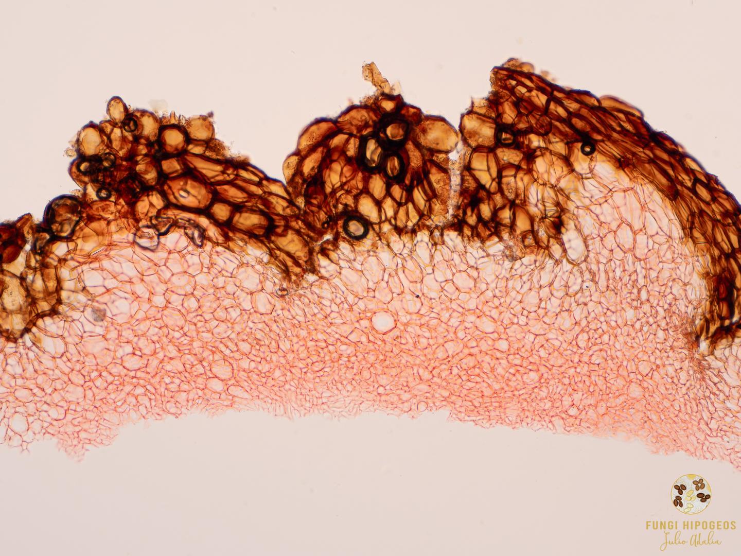 Imagen de portada 438