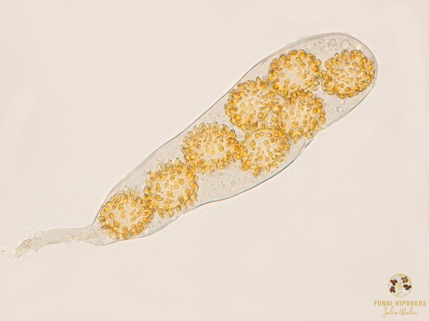 Imagen de portada 439