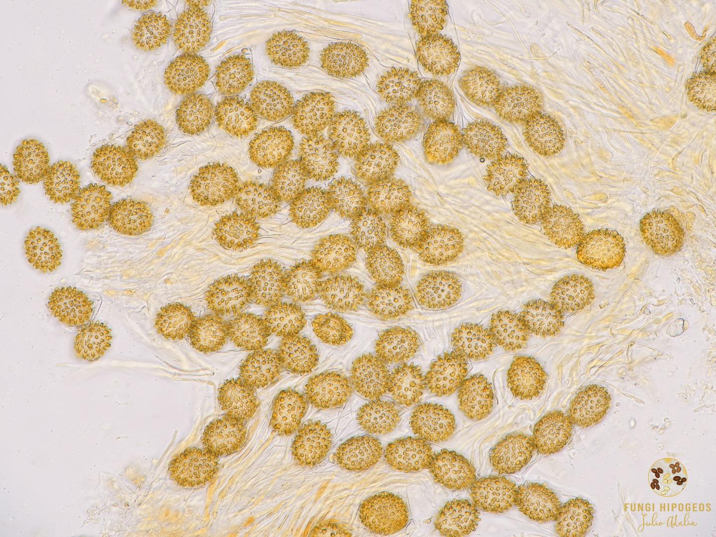 Imagen de portada 440