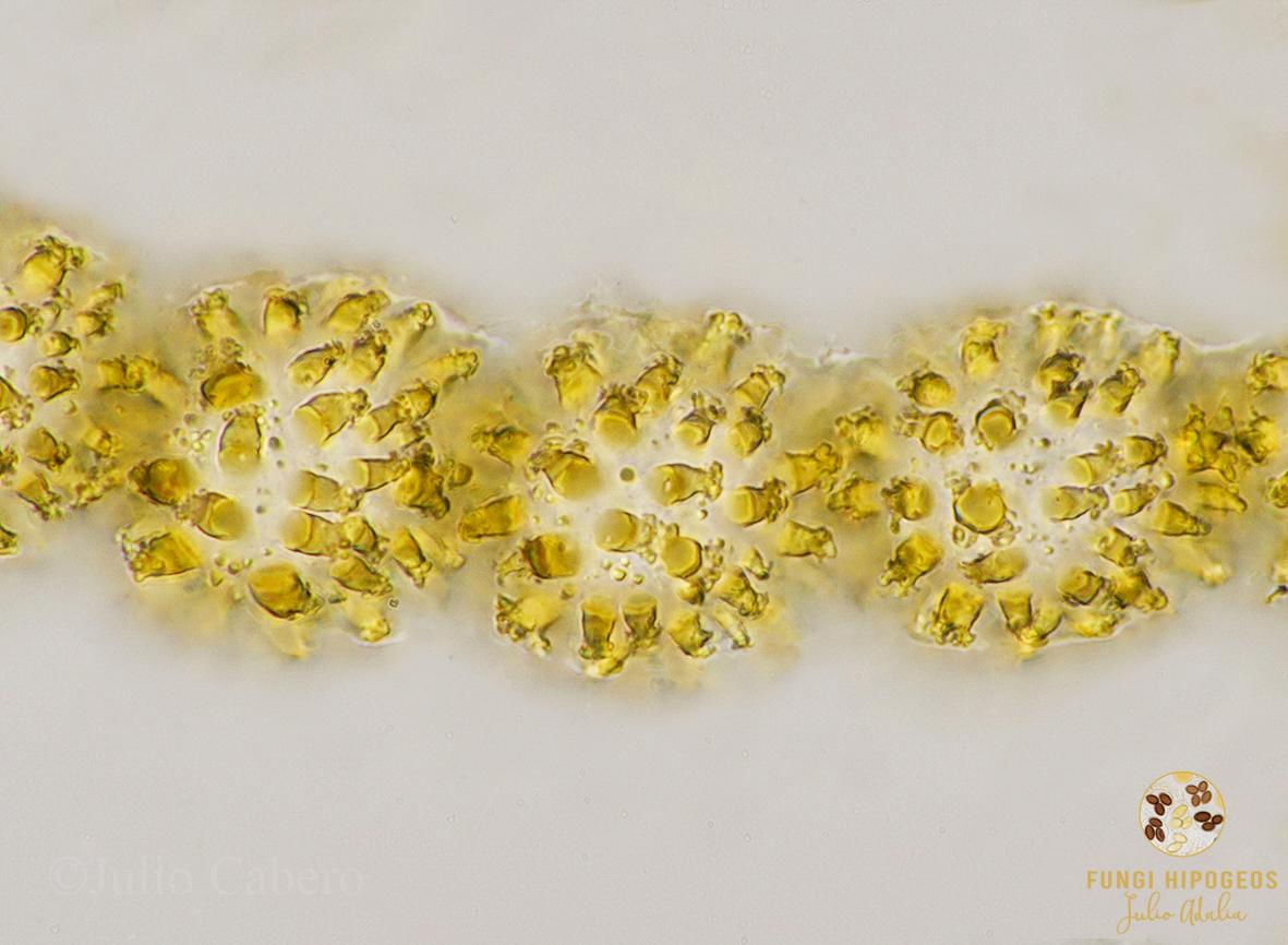 Imagen de portada 441