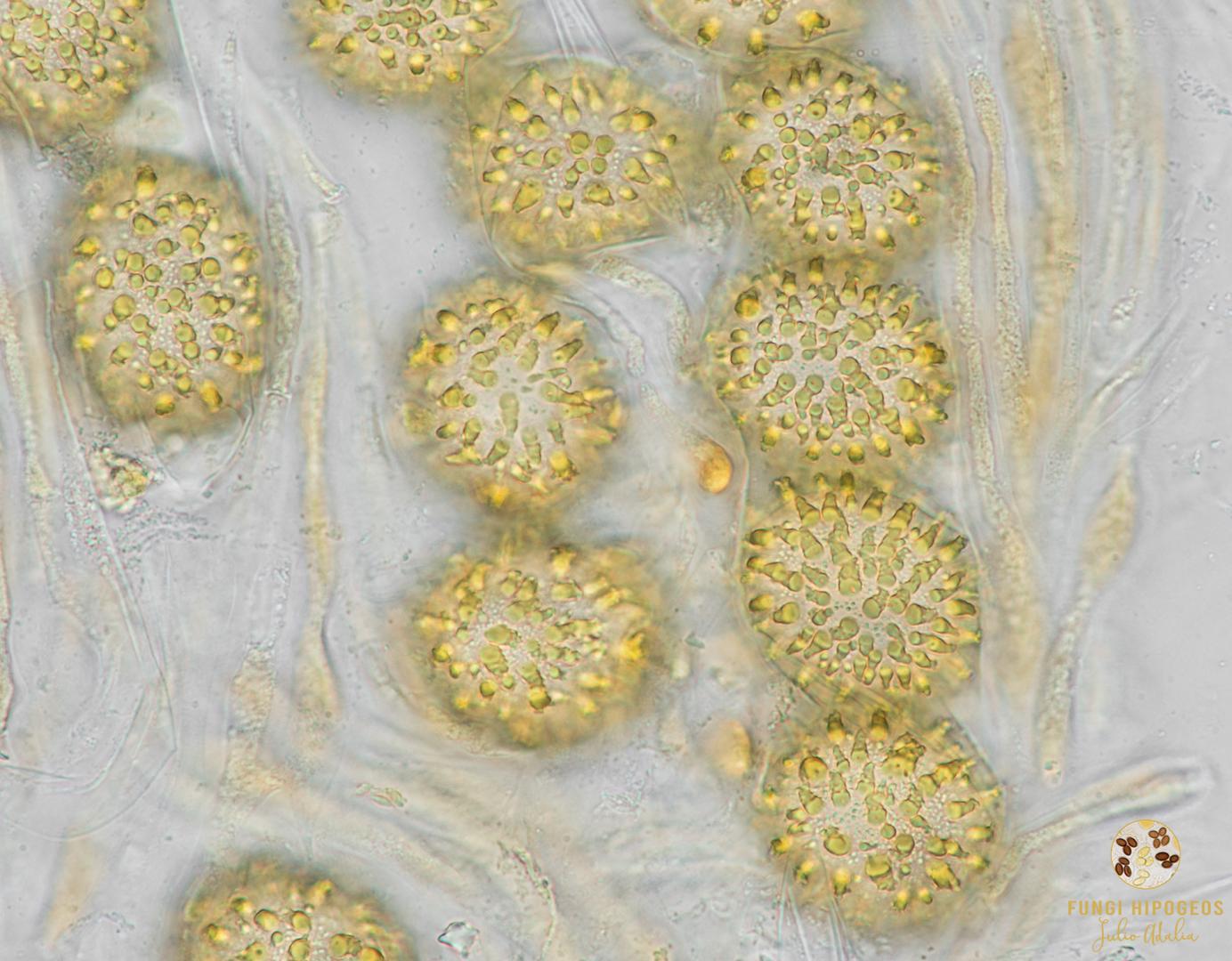 Imagen de portada 442