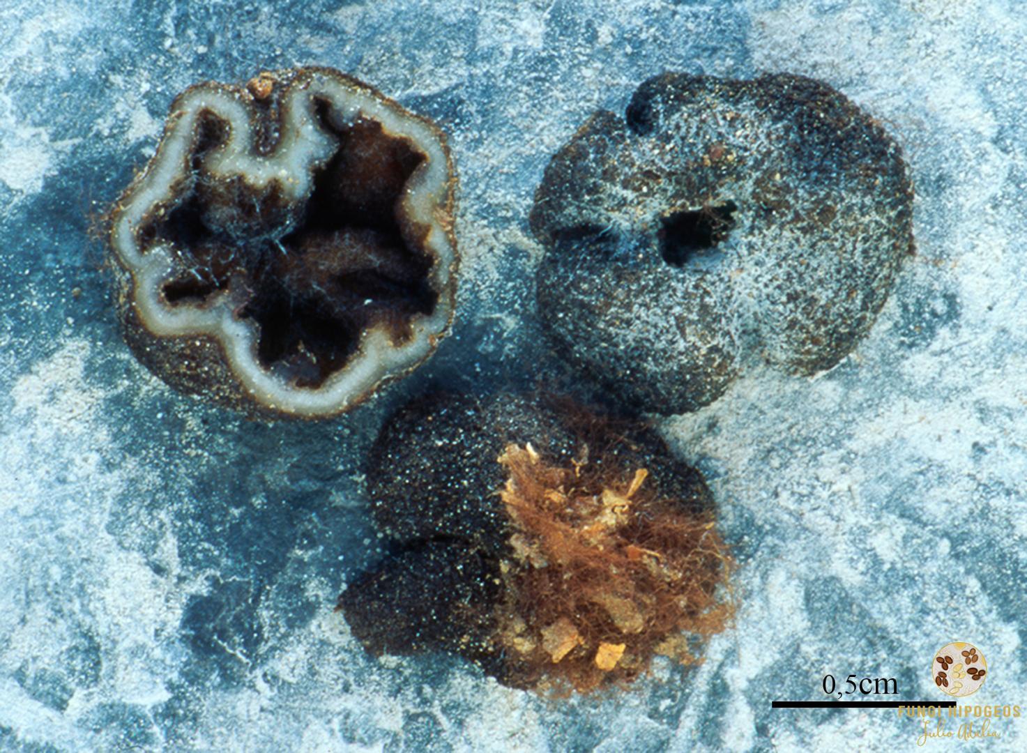 Imagen de portada 444