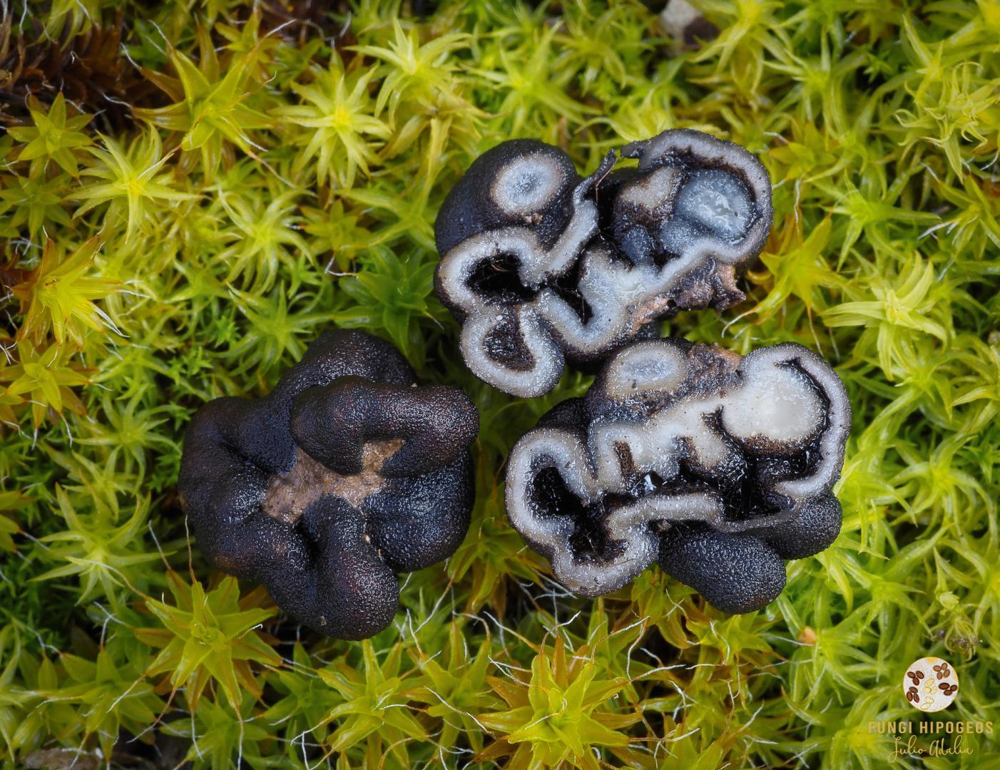 Imagen de portada 452