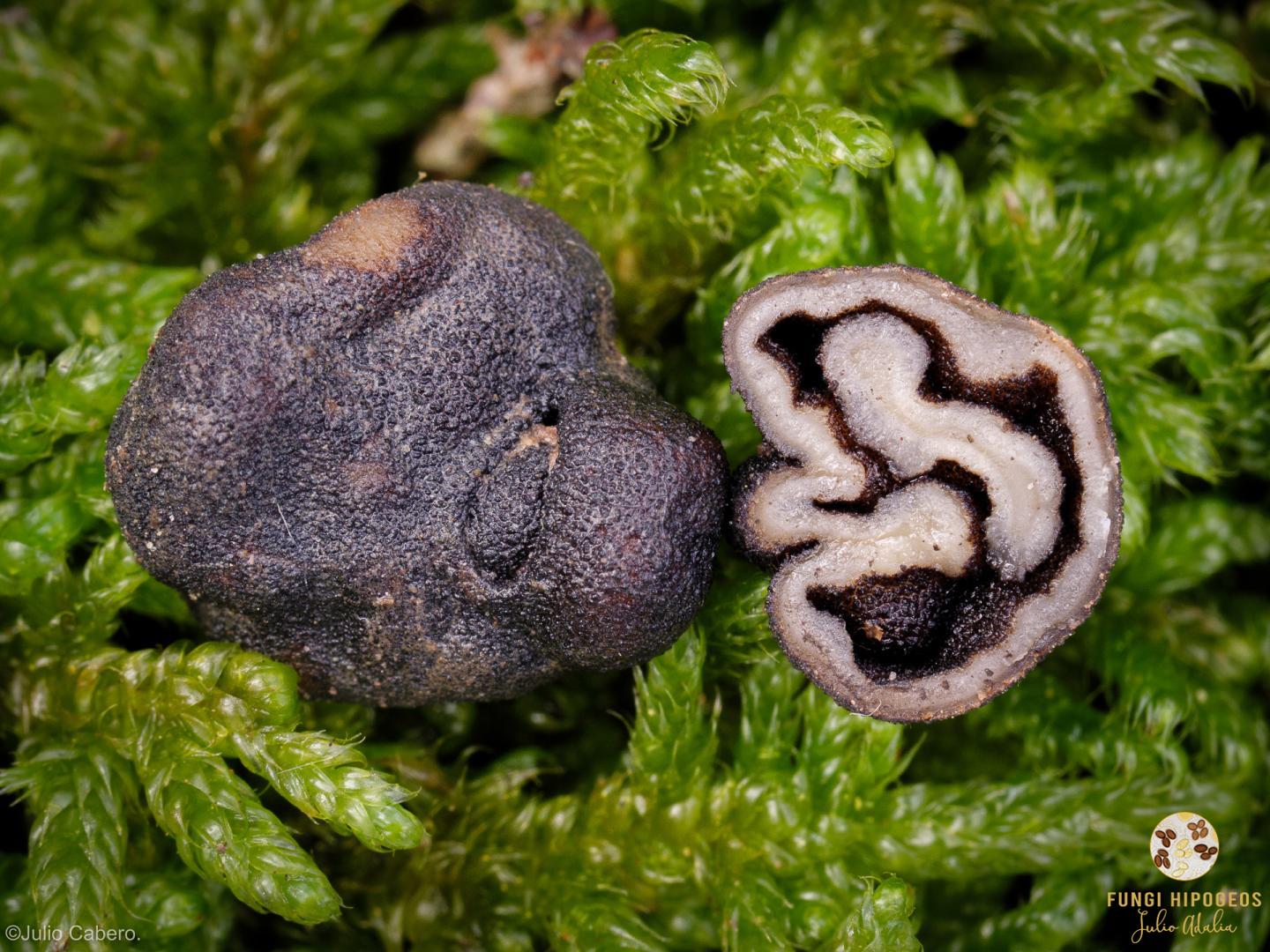 Imagen de portada 453