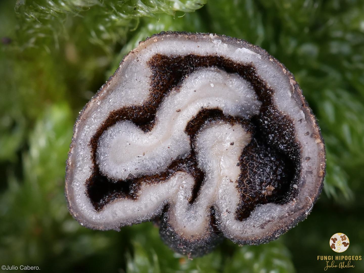 Imagen de portada 454