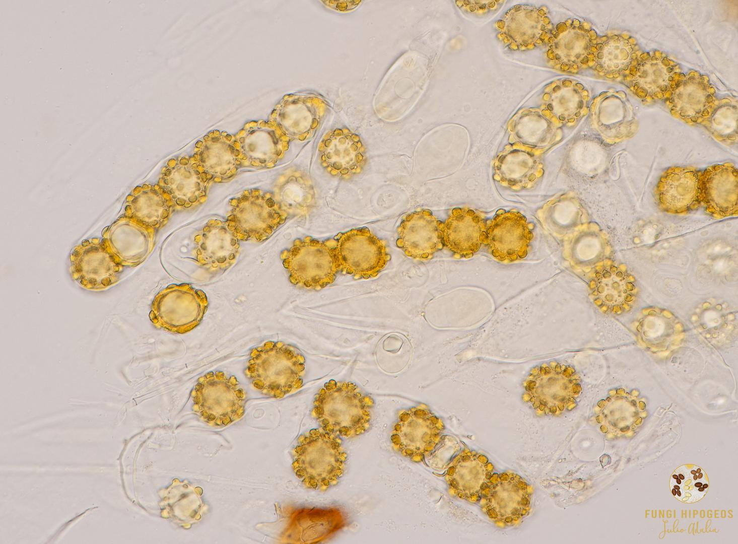 Imagen de portada 455