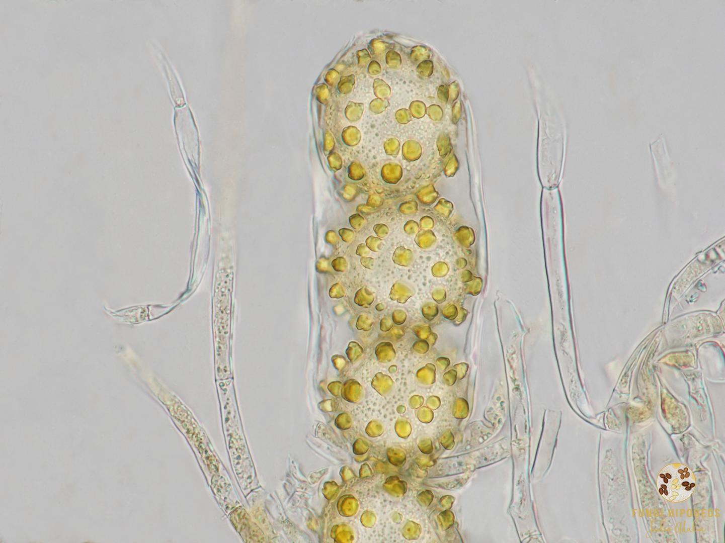 Imagen de portada 457