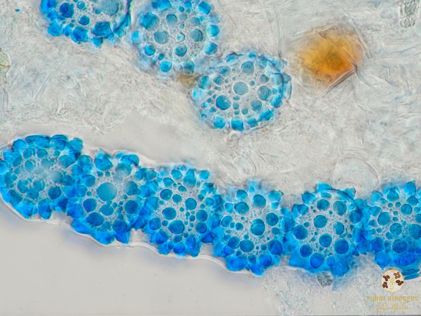 Imagen de portada 458