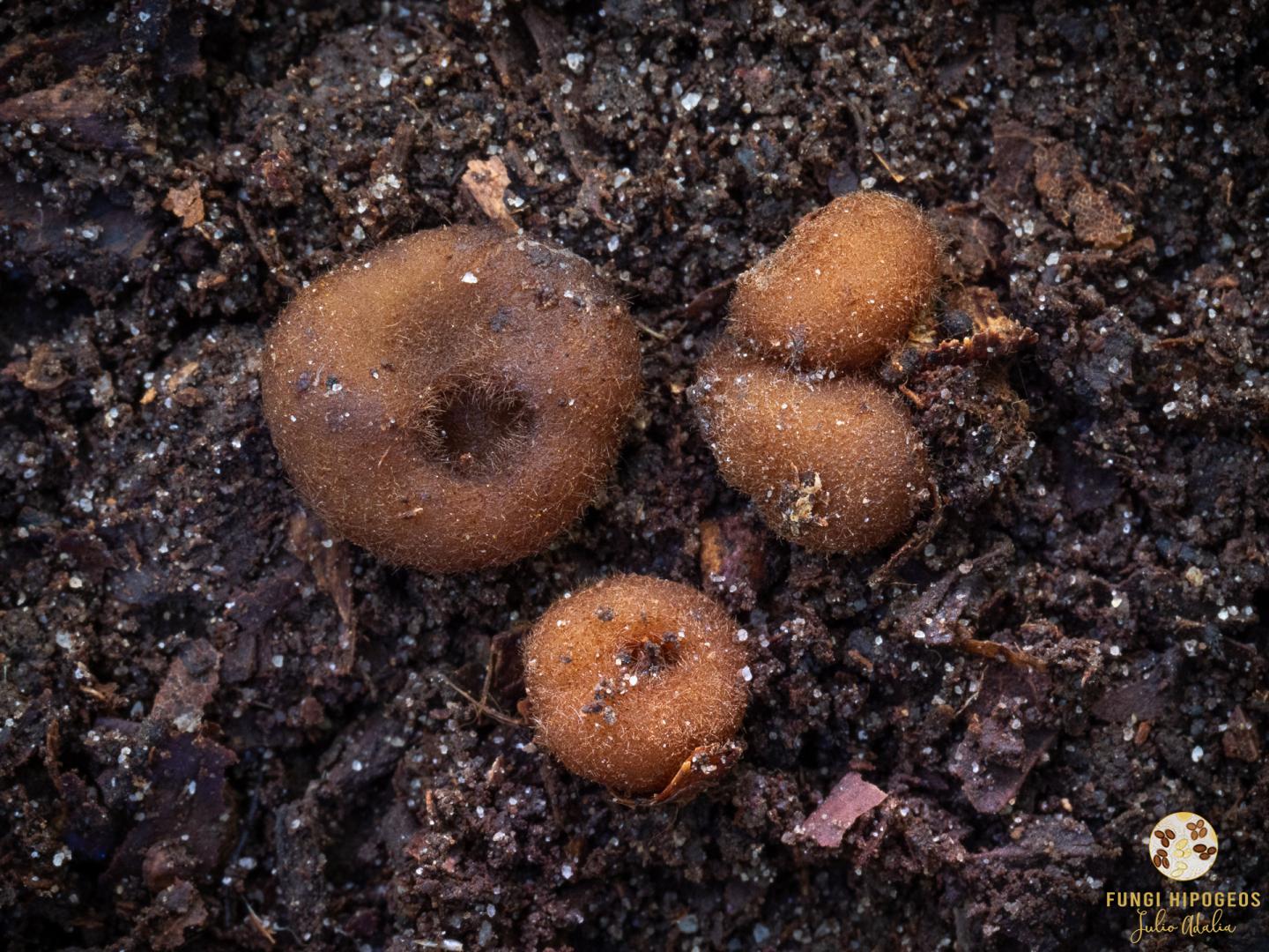 Imagen de portada 461