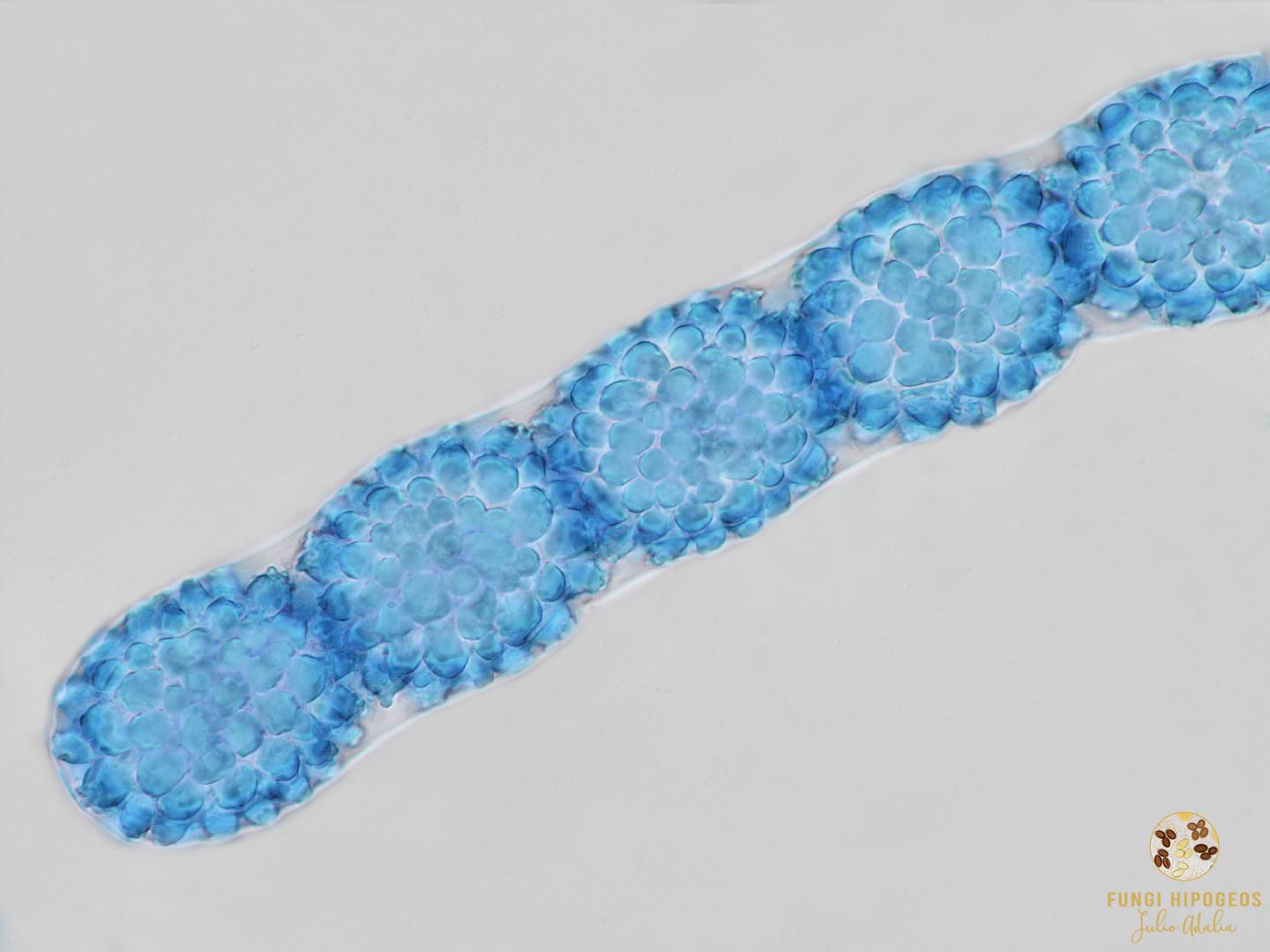 Imagen de portada 464