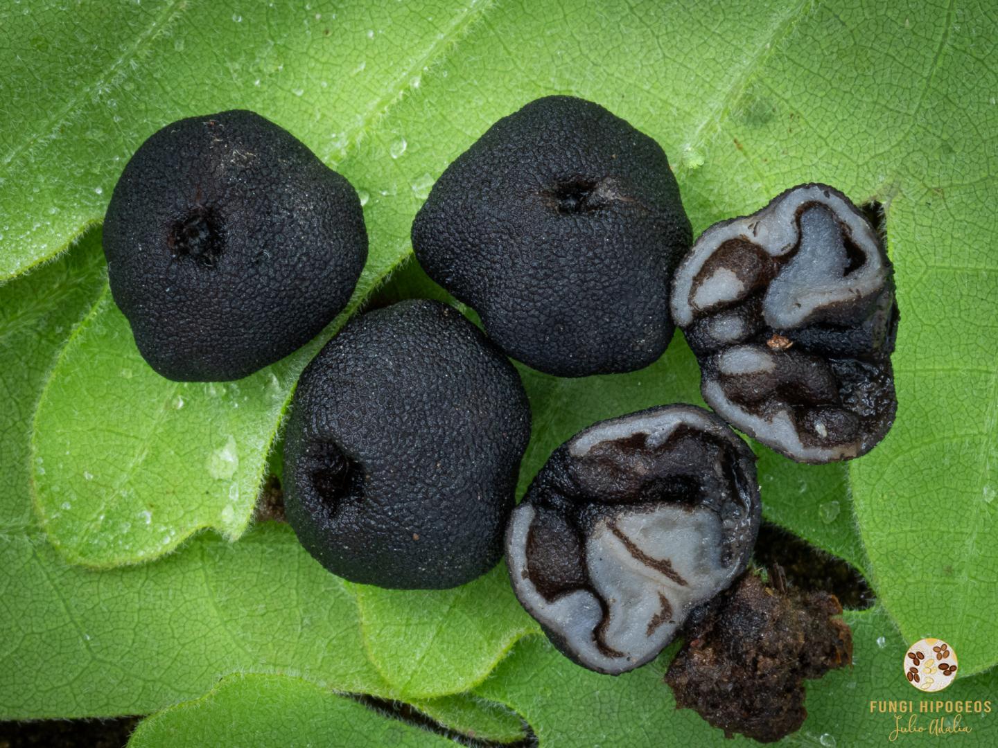 Imagen de portada 470