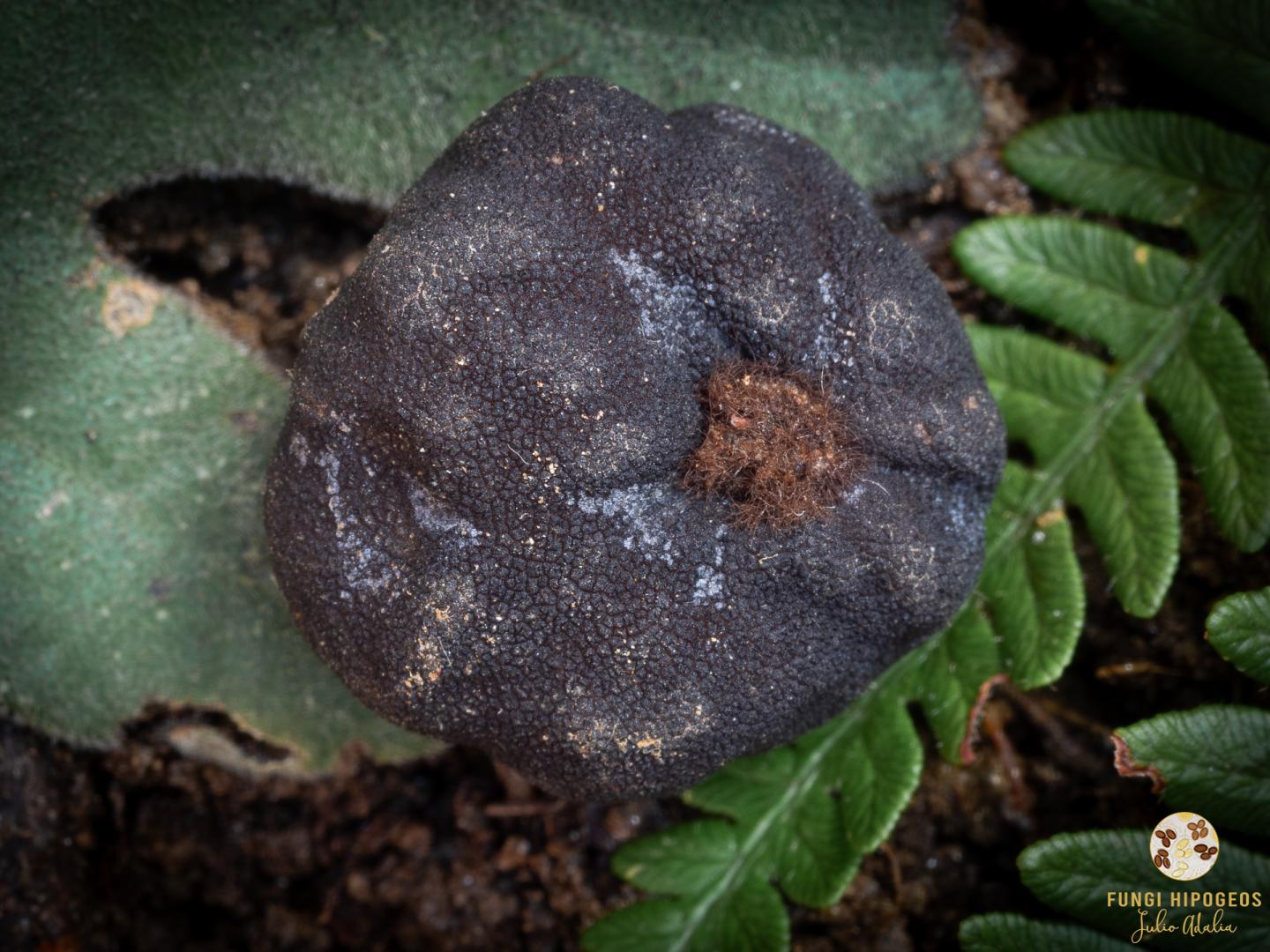 Imagen de portada 471