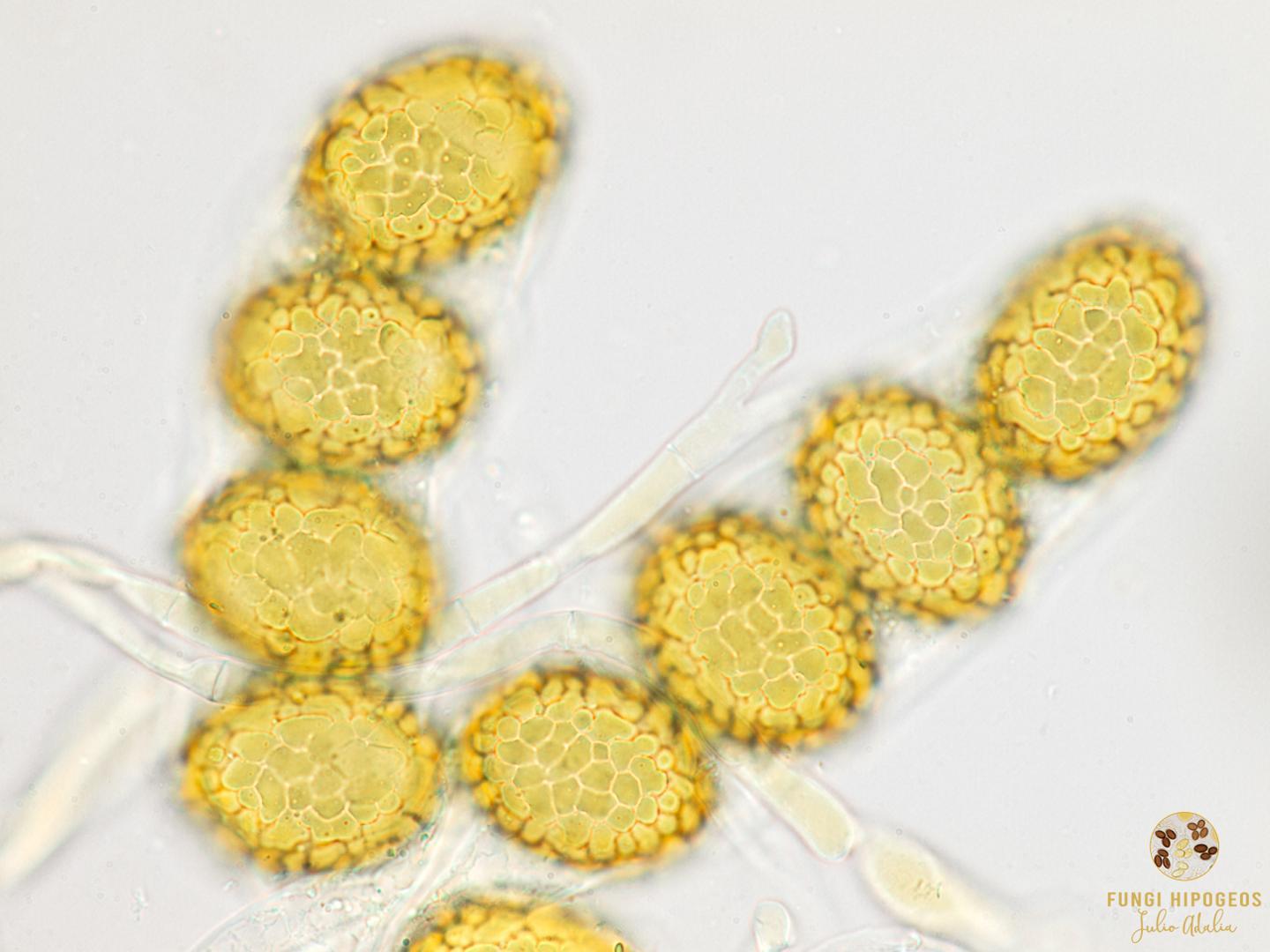 Imagen de portada 475