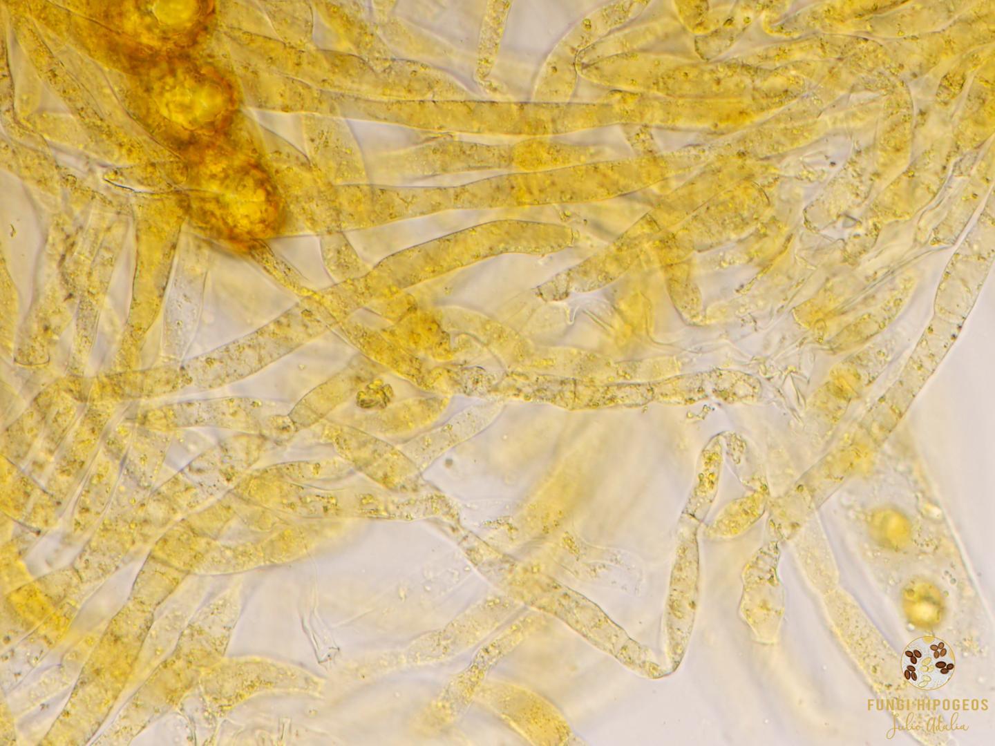 Imagen de portada 477