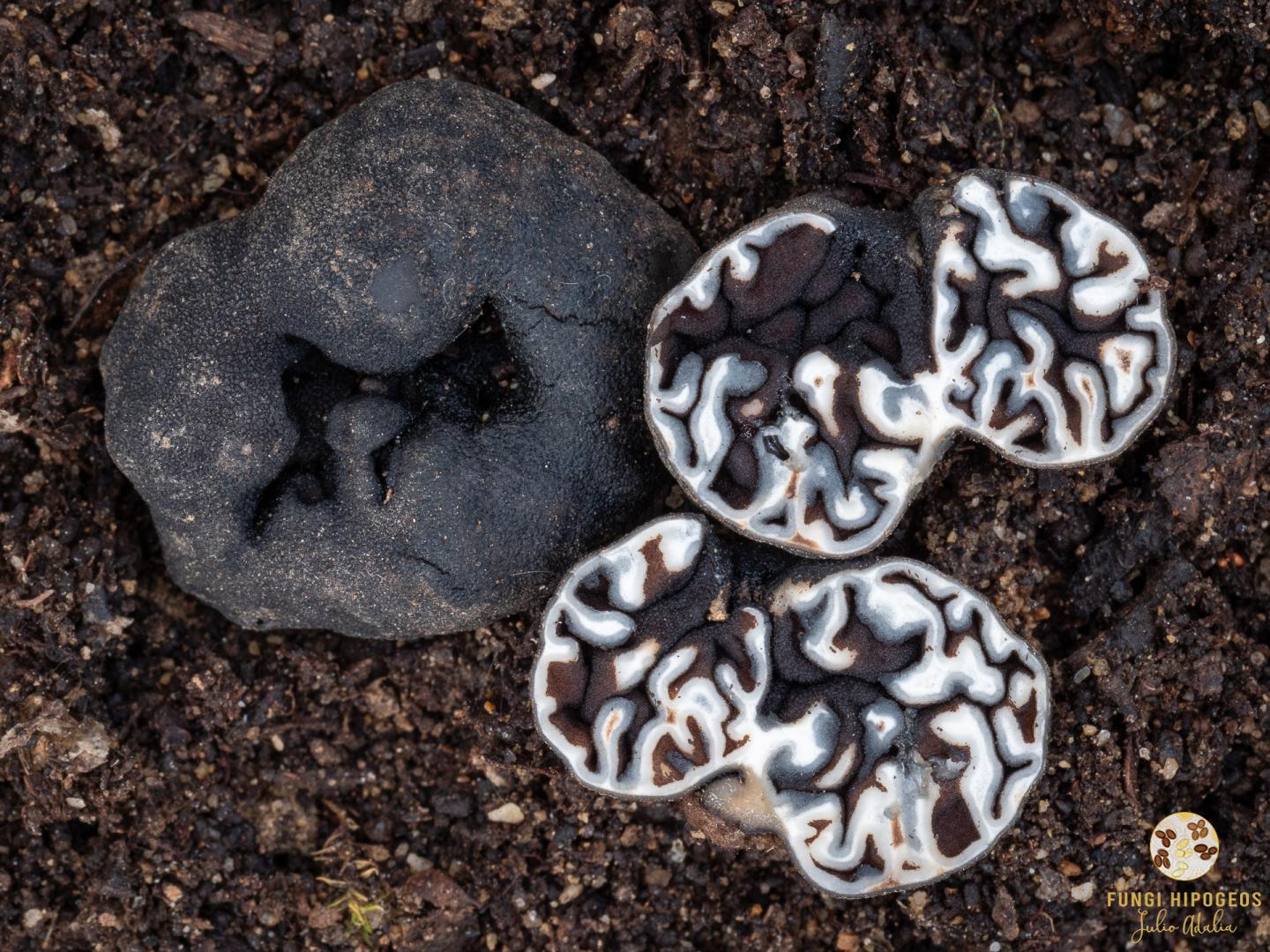 Imagen de portada 481