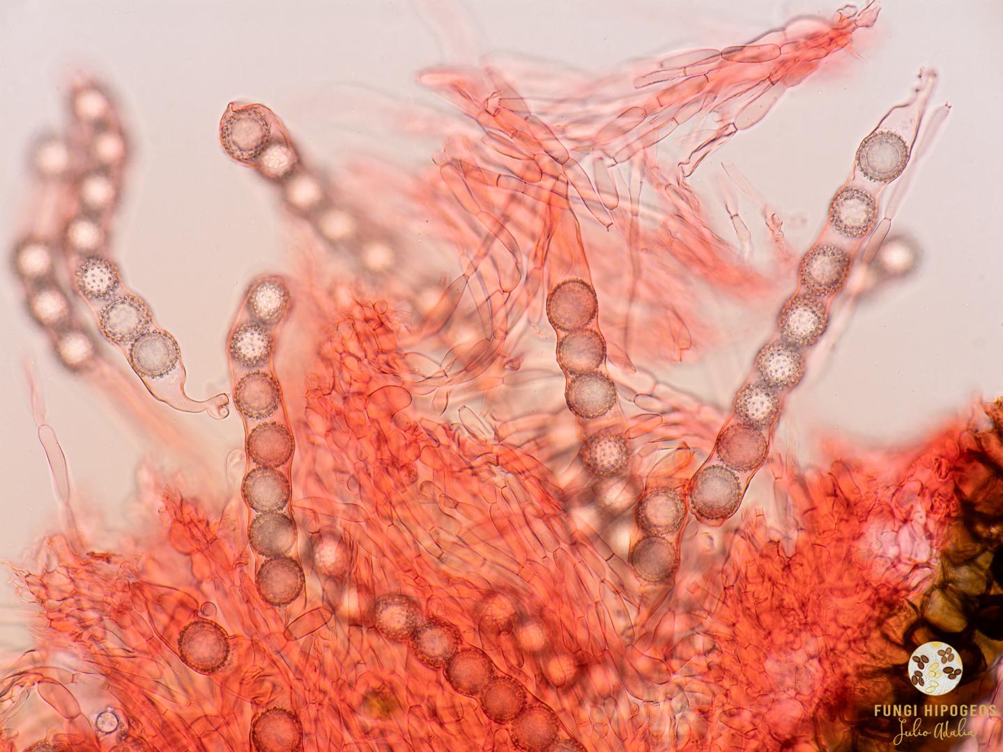 Imagen de portada 483