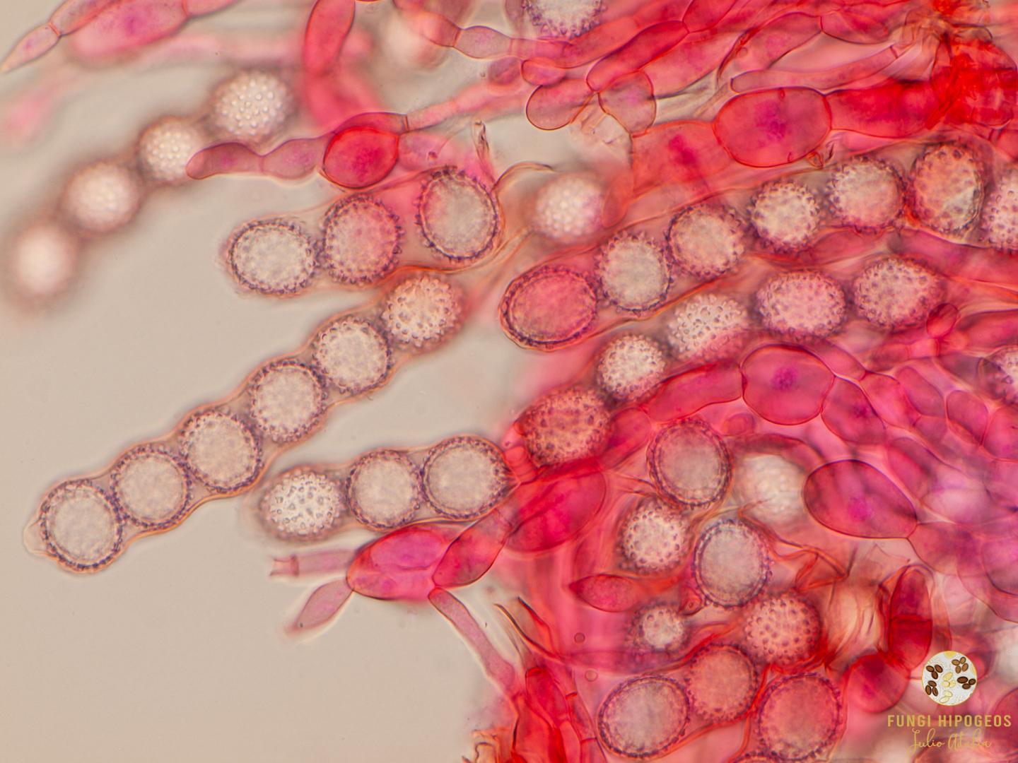 Imagen de portada 484