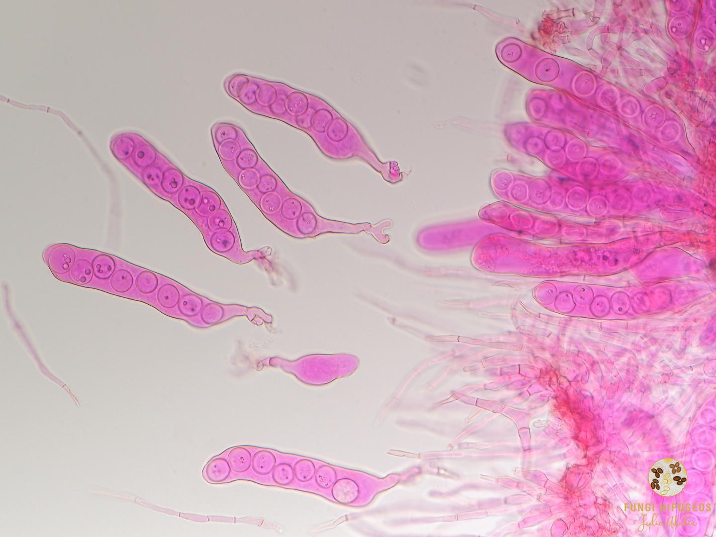 Imagen de portada 485