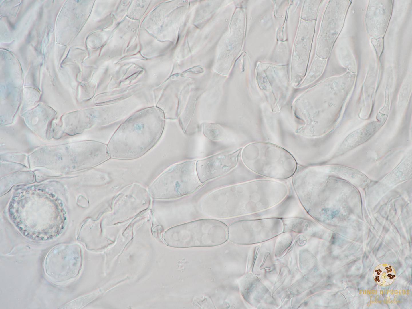 Imagen de portada 486