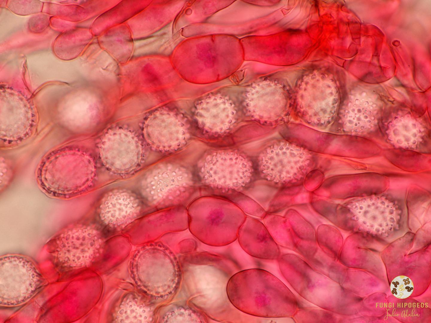 Imagen de portada 487