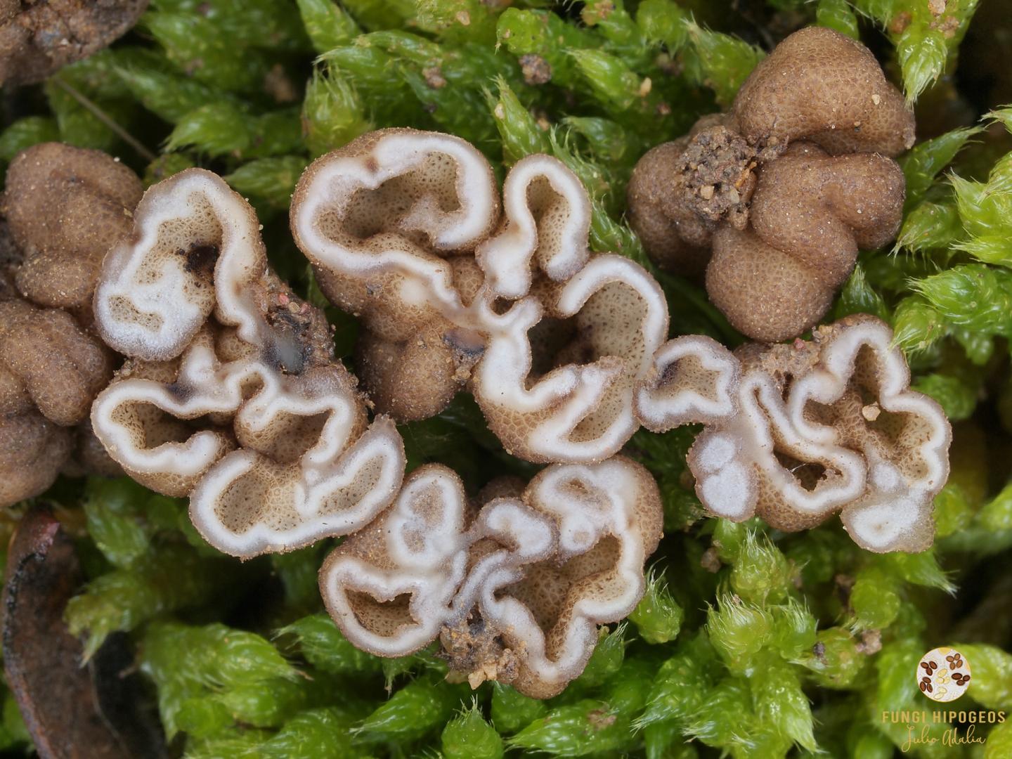 Imagen de portada 490